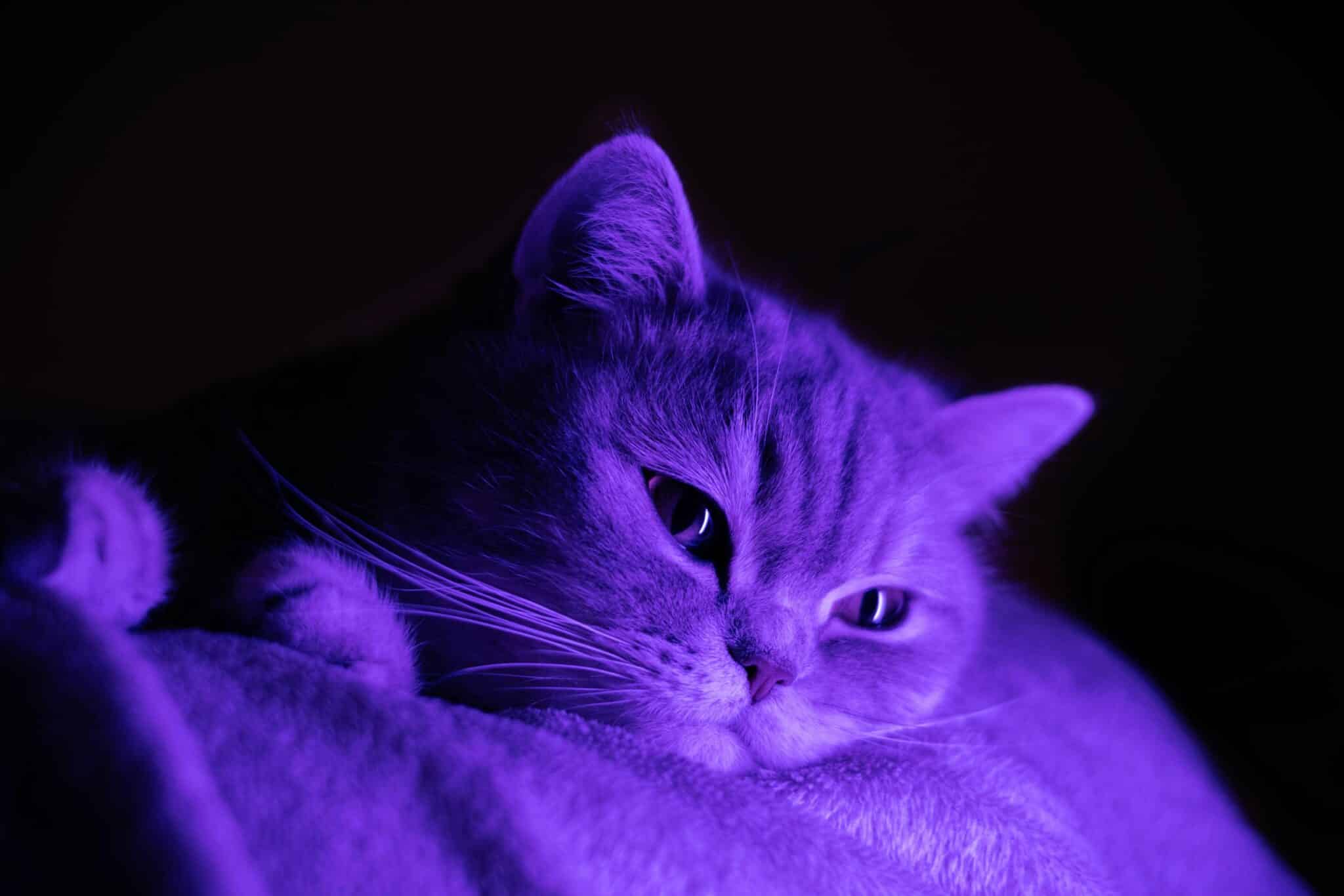 Featured image for “AI in Veterinary Practice: The New Frontier of Clinical Reasoning”