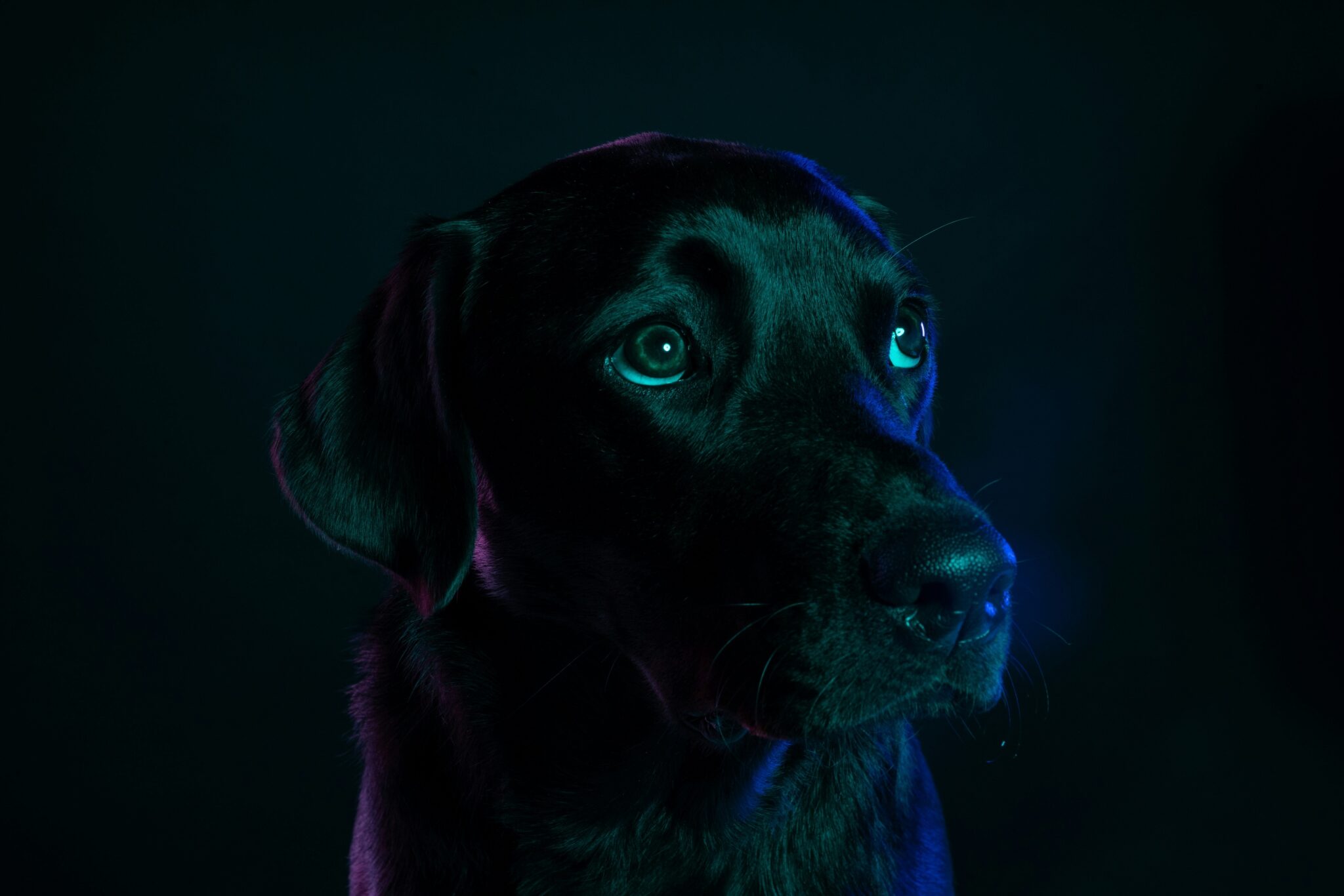 Featured image for “From Human to Animal – Translational AI Diagnostics”